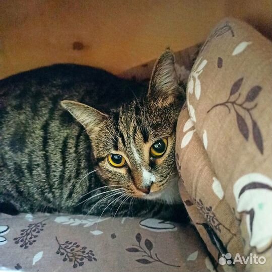 Кошечка Алиса