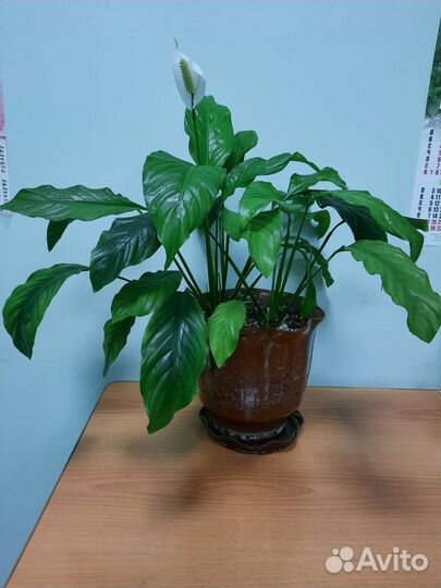 Спатифиллум