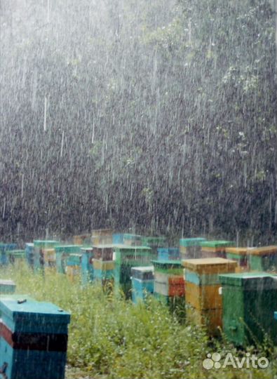 Продам пчелосемьи