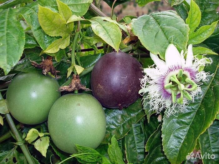 Пассифлора (маракуя) зимующая в ог