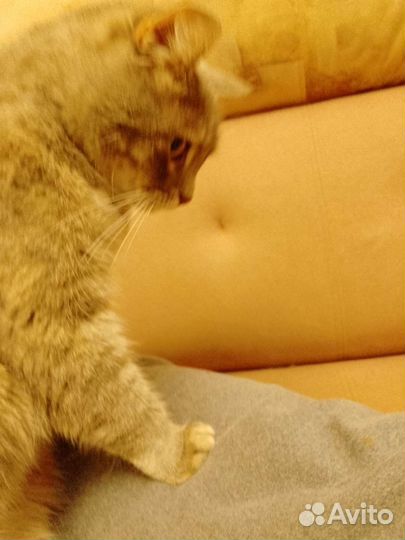 Кошка в дар