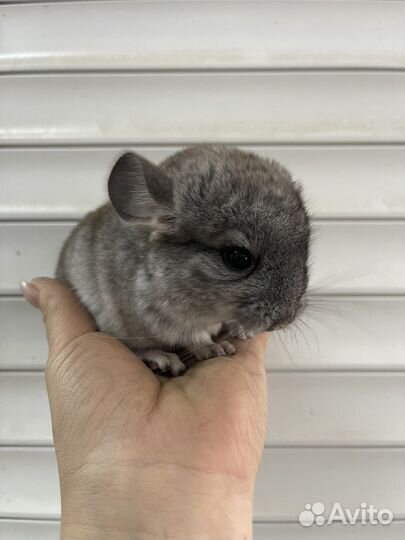 Шиншиллята 2 месяца