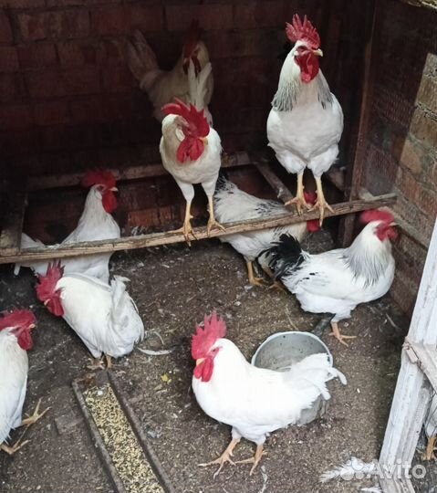 Петухи породы Леггорн и Адлерская серебристая