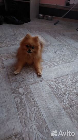 Померанский шпиц мини девочка