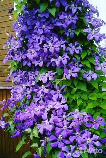 Домашние цветы