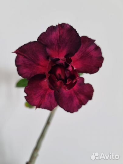 Адениум прививка