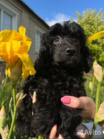 Малый пудель