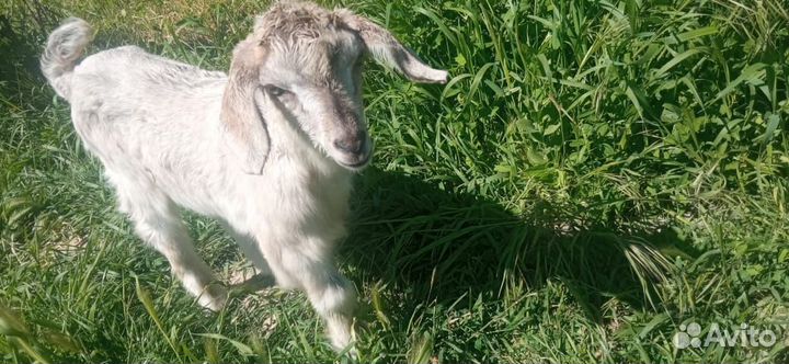 Козлята