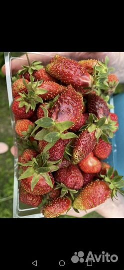 Рассада клубники купчиха