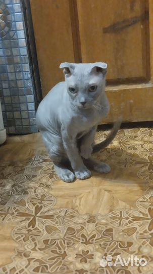 Сфинкс велюр