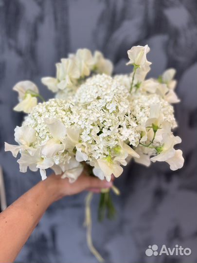 Латирус (душистый горошек)