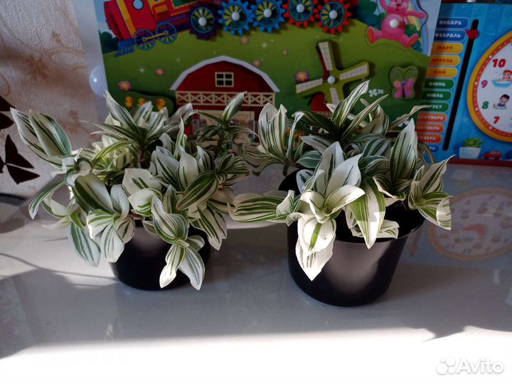 Традисканция Аlbiflora(детки)