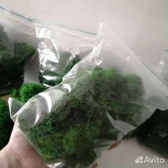 Стабилизированный мох