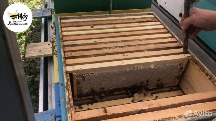 Мёд башкирский свежий. Собственная пасека