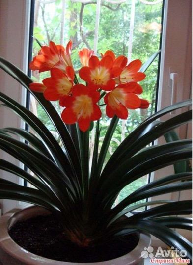 Кливия и Гибискус-китайская роза