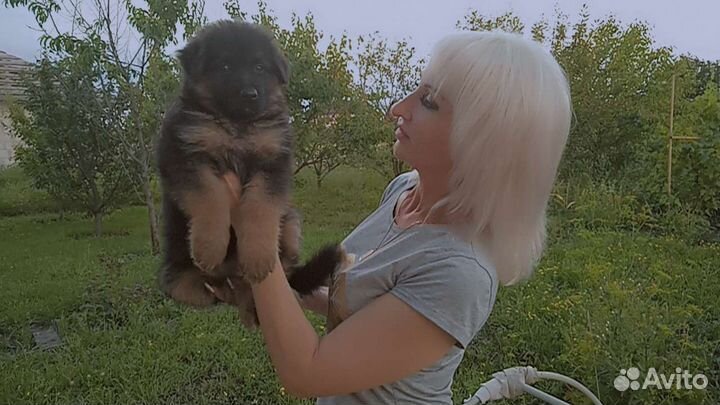 Щенки немецкой овчарки