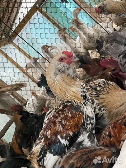 Куры молодки