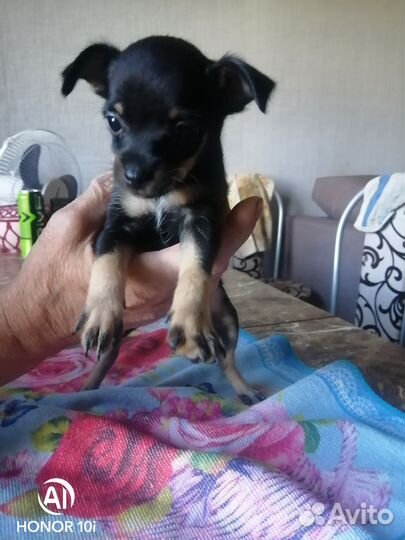 Той-терьер щенки