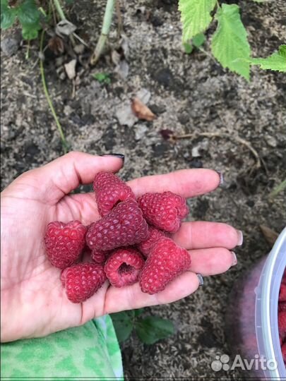 Ремонтантная Малина, Клубника