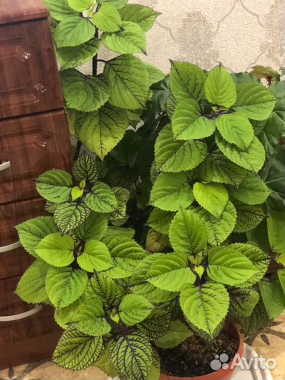 Колеусы в ассортименте от 100