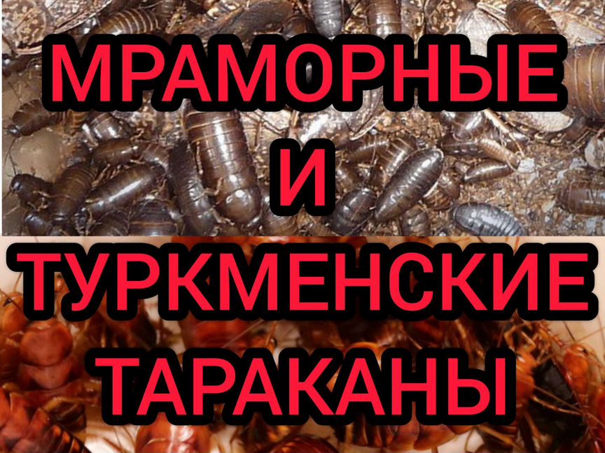 Мраморные и туркменские тараканы, живые и заморозк