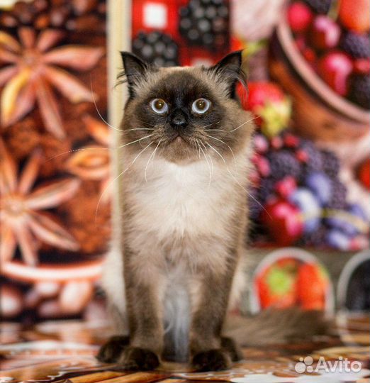 Кошки в добрые руки