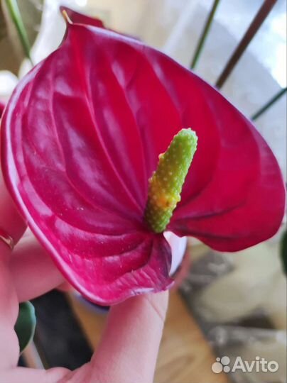 Антуриум деликата гигант