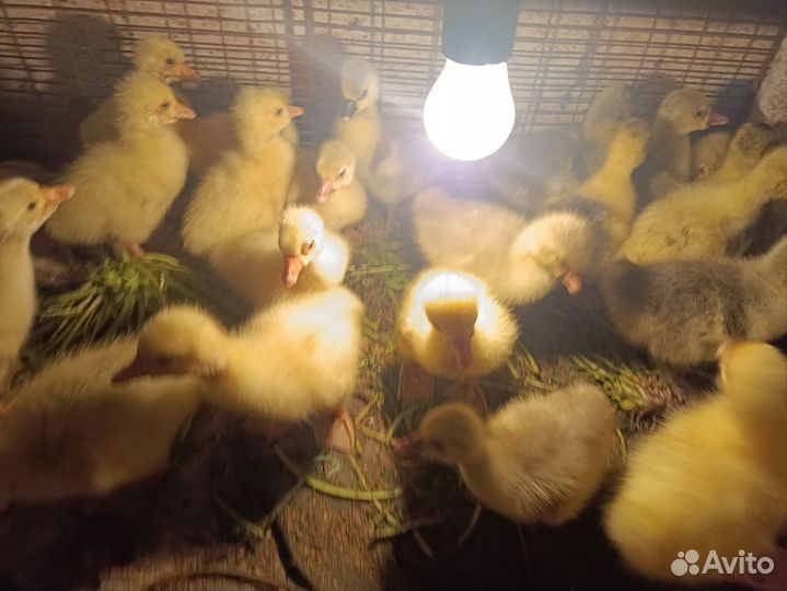 Гусята и Козлики