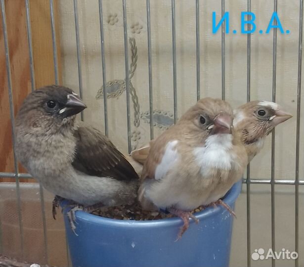 Японские амадины