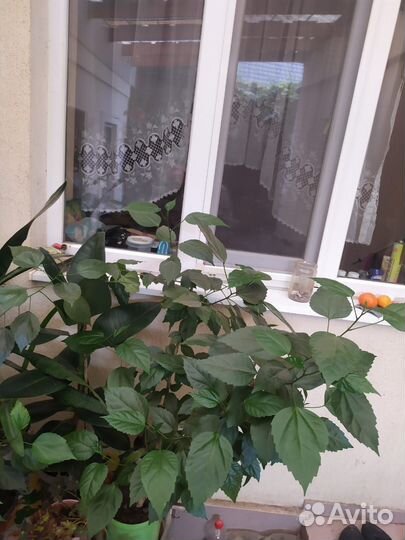 Фикус, тещин язык, Алое