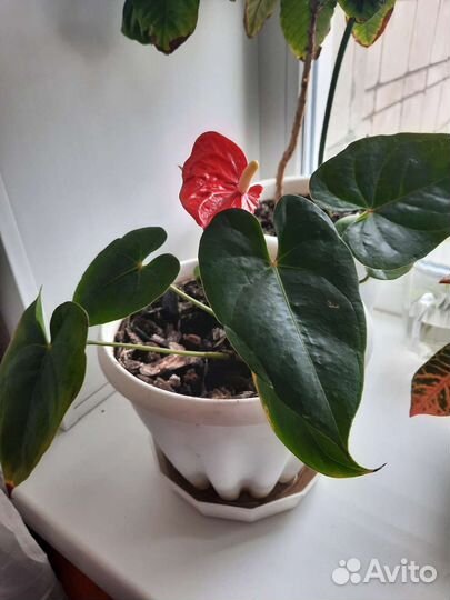 Антуриум мужское счастье крупный цветок