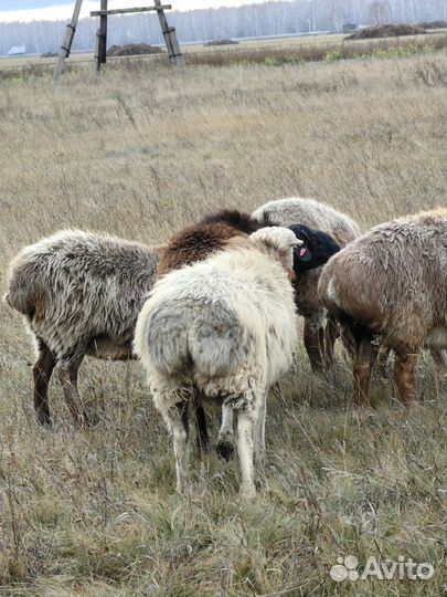 Баран на племя или мясо
