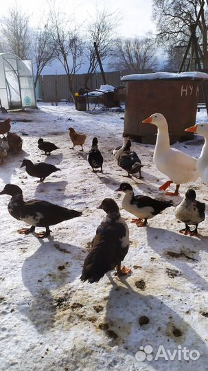 Индоутки индоутята