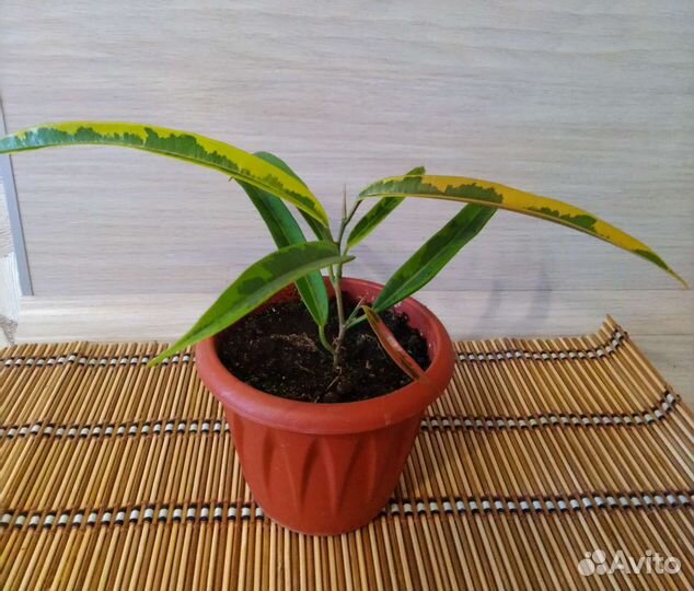 Фикус Биннендийка (Али) Амстел Голд