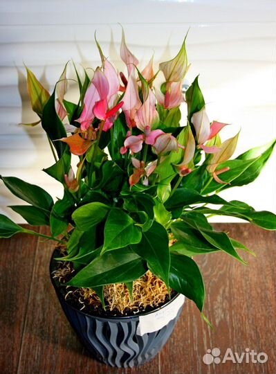 Антуриумы: диамонд ред, эссенция, спирит и др