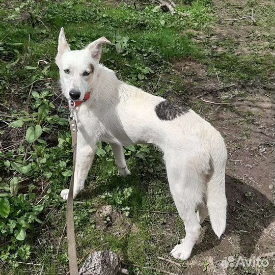 Нежа.собака в добрые руки