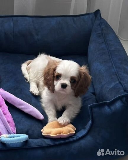Щенок кавалер кинг чарльз спаниель девочка