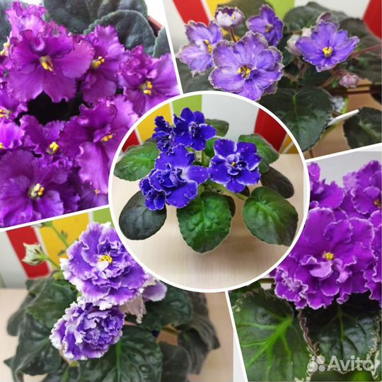 Детки сортовых фиалок