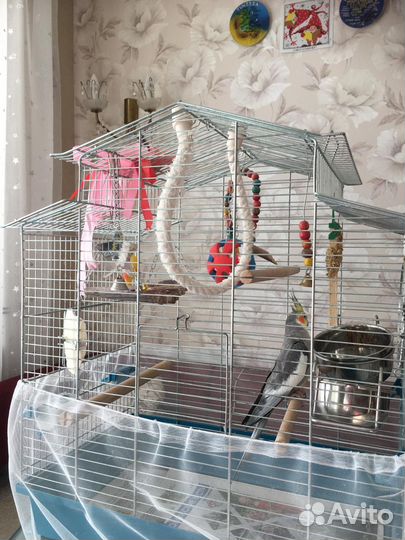 Попугай корелла мальчик