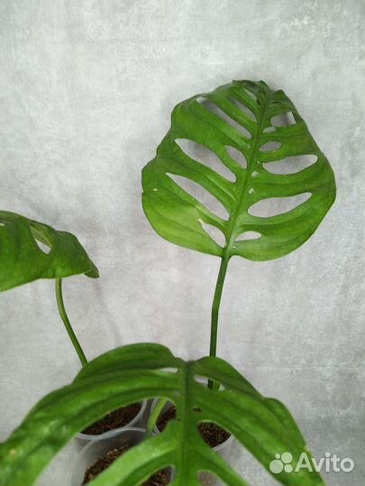 Монстера фридрихшталя