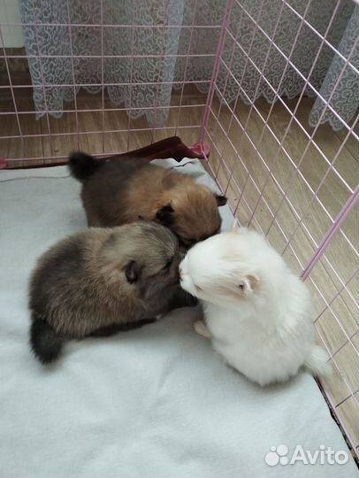 Щенок шпица