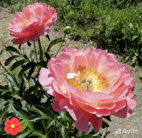 Пионы Корни Саженцы Пинк Гавайан Корал