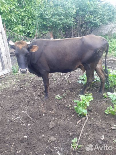 Корова дойная с теленком