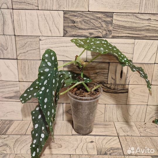 Бегония макулата