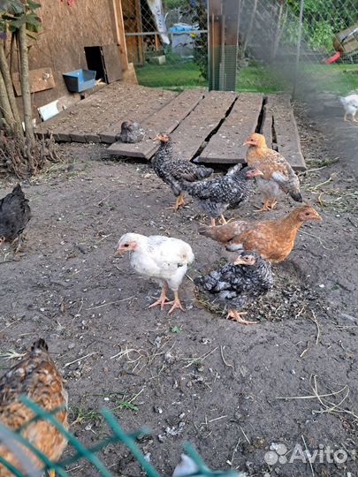 Цыплята, куры, петухи