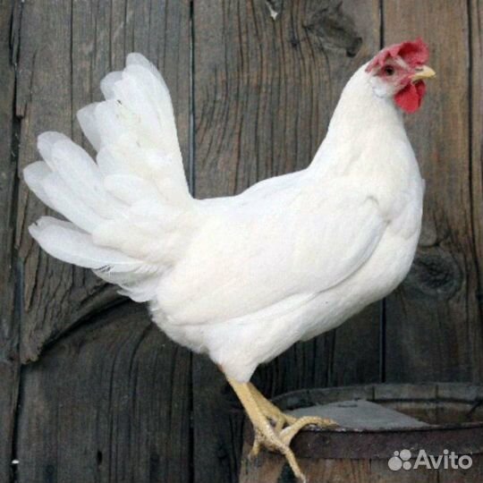 Куры несушки с доставкой