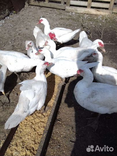 Мускусные утки тяжелые линии