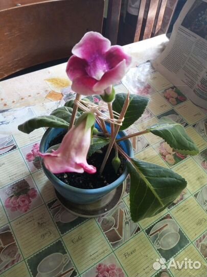 Комнатные цветы