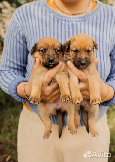 Собаки щенки