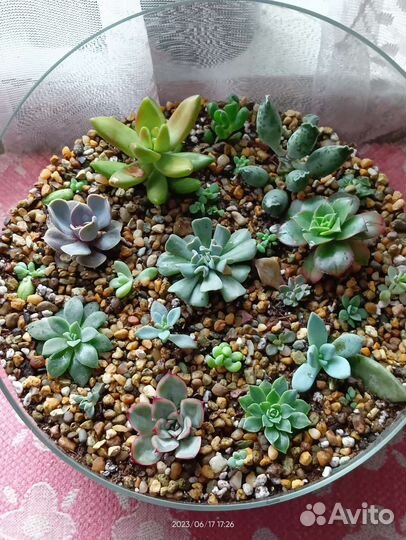 Суккуленты